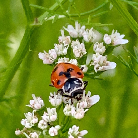 Meet Your Posher, Keeley - Picture 4 of 8